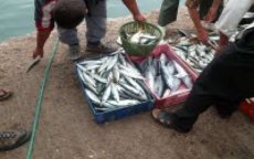 Marokko en EU niet akkoord over visserijovereenkomst 