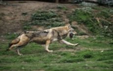 Rabat jaagt op wilde zwijnen en wolven 