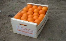 Marokkaanse sinaasappeldief opgepakt in Spanje