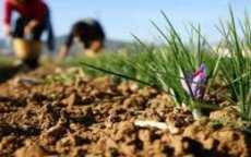 België investeert 17 miljoen in Marokkaanse landbouw