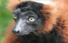 Zoo Rabat ontvangt bedreigde maki's 