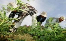 Parlement Marokko bespreekt legalisering cannabis