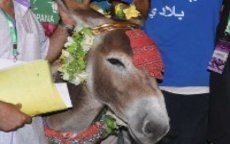 Marbouh is knapste ezel van Marokko