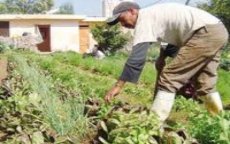Qatar wil hand leggen op landbouwsector Marokko
