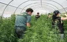 Marokkanen opgepakt na ontdekking grootste marihuana plantage in Europa