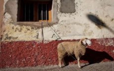 Voldoende schapen en stabiele prijzen voor Eid al-Adha in Marokko