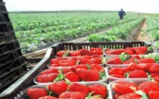 Spanje werft 2000 Marokkaanse arbeidsters aan voor aardbeienoogst
