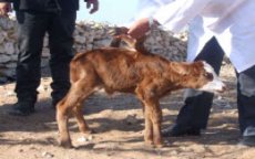 Kalf met zes poten geboren in Essaouira