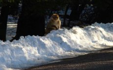 Sneeuw legt deel Marokko lam
