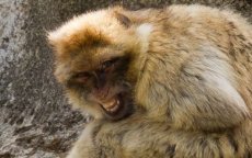 Gibraltar wil agressieve Marokkaanse aapjes uitzetten