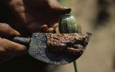 Spanje onderschept 10 ton papaver uit Marokko