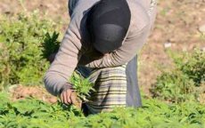 Boeren kweken cannabis op begraafplaatsen in Noord-Marokko