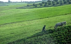 Marokko krijgt 16 miljoen van EU voor landbouw