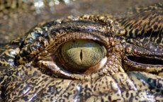 Dierentuin Rabat krijgt krokodillen en giraffen van Nederland en Frankrijk