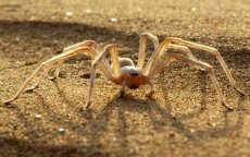 Marokkaanse flikflak-spin gaat Mars veroveren