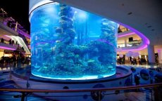 Ruim 2000 vissen aquarium Morocco Mall dood door zuurstofgebrek