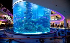 Ruim 2000 vissen aquarium Morocco Mall dood door zuurstofgebrek