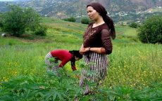 Cannabiskwekers in Marokko uitgebuit door politieke partijen