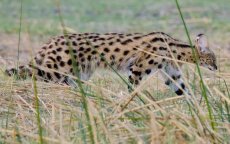 Wandelaar ontmoet 'uitgestorven' Serval in de Marokkaanse Atlas 