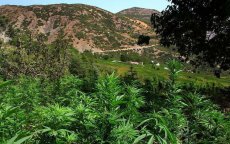 Gemeentevoorzitter in Marokko was grote cannabisproducent