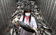 Radioactief vis uit China in Marokko verkocht
