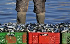 Marokko wereldleider in sardineproductie 