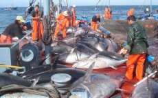 Europese vissersschepen terug in Marokko
