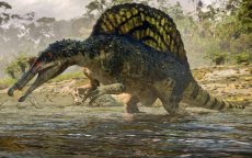 Eerste zwemmende dinosaurus in Marokko opgegraven