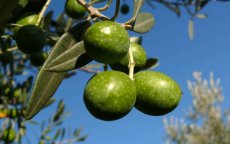 Oujda verbiedt olijfbomen 