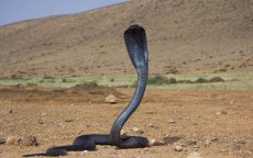 Vier Marokkaanse cobra's geboren in Barcelona 