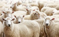 Marokko levert 5000 schapen aan Melilla voor Eid Al Adha