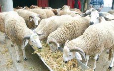 Hotels voor schapen in Casablanca 