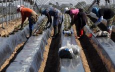 Spanje: 2000 Marokkaanse reserve-arbeidsters voor aardbeienoogst