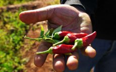 Overheid Marokko geeft 2,7 miljard aan landbouwers