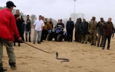 Cobra gevonden op strand Agadir