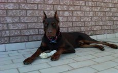 Verkrachters laten slachtoffers door Dobermann bewaken in Marokko