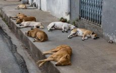 Eindelijk een asiel voor zwerfhonden in Casablanca