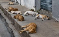 Eindelijk een asiel voor zwerfhonden in Casablanca