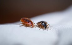 Casablanca komt in actie tegen bedluizen