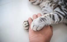 Ophef in Salé: uitvaartplechtigheid voor kat schokt