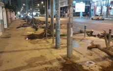 Casablanca: bomenkap zorgt voor verontwaardiging