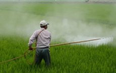 Verenigd Koninkrijk dumpt verboden pesticiden in Marokko