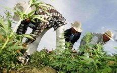 Cannabis: buitenlandse bedrijven wachten op toestemming Marokko