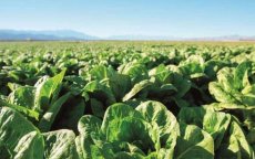 EU verbiedt Marokkaanse meststoffen met hoog cadmiumgehalte