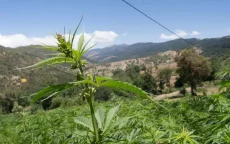 Oproep tot herwaardering Marokkaanse cannabisvariëteit "Beldiya"