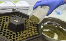 Europa moet helpen bij opzetten cannabis-industrie in Marokko