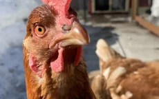 Marokko test cannabis in kippenvoer