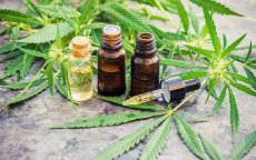 Legalisering cannabis: een "verademing" voor Marokko