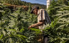 Marokko: eerste oogst legale cannabis is groot succes
