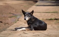 Hondsdolheid bij hond uit Marokko in Melilla